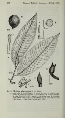 Myristica sphaerosperma