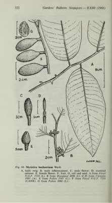 Myristica buchneriana