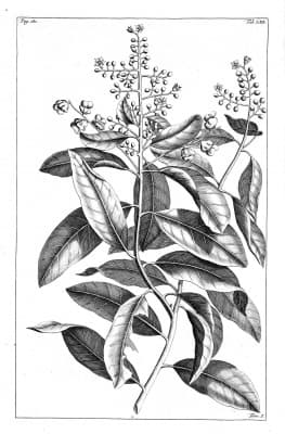 Semecarpus cassuvium