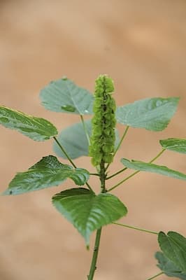Acalypha ornata