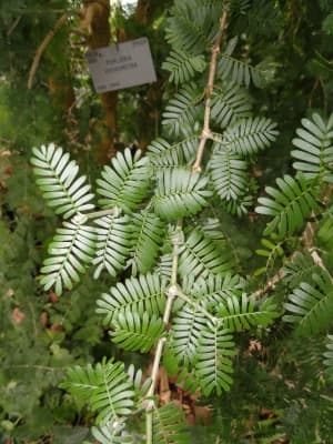 Porlieria hygrometra