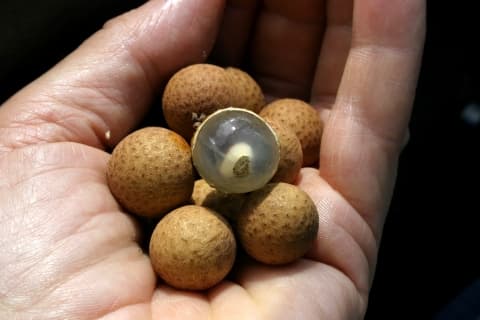 Dimocarpus longan malesianus