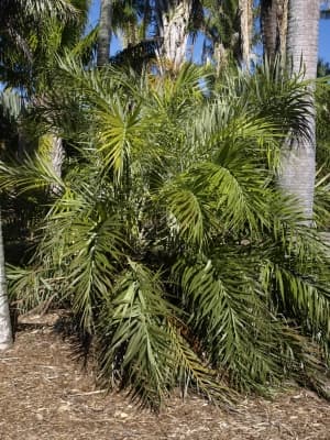 Allagoptera leucocalyx