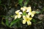 Barleria prionitis