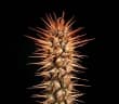 Euphorbia didiereoides