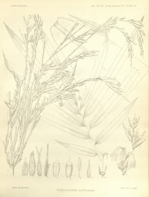 Thyrsostachys oliveri