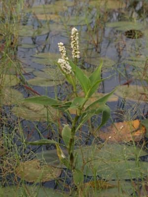 Persicaria attenuata