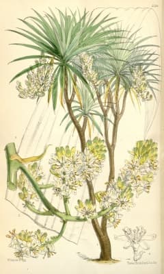 Dracaena cochinchinensis