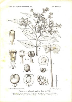 Syzygium antisepticum