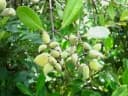 Avicennia officinalis