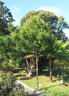 Diospyros tessellaria