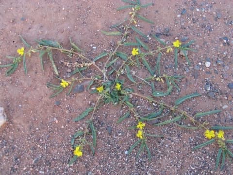Corchorus asplenifolius