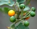 Solanum virginianum