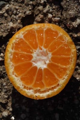 Citrus deliciosa