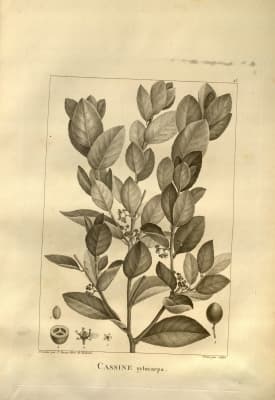 Elaeodendron xylocarpum