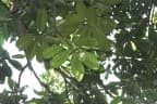 Mangifera magnifica