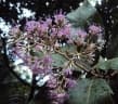 Vernonia arborea