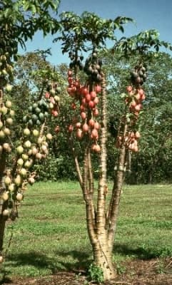 Vasconcellea goudotiana