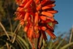 Aloe arborescens