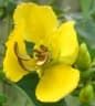 Senna petersiana