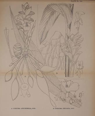 Curcuma angustifolia