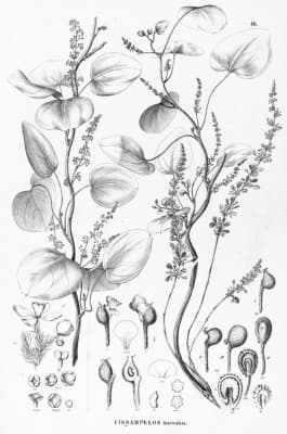 Cissampelos fasciculata