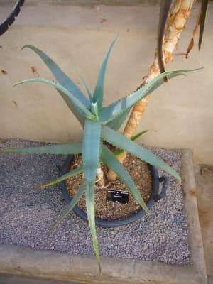 Aloe rabaiensis