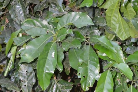 Beilschmiedia mannii