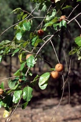 Petalostigma pubescens