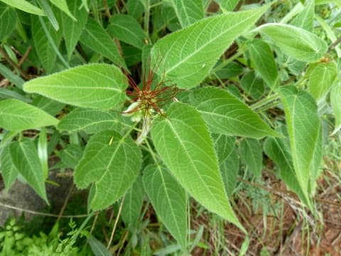 Acalypha brachiata