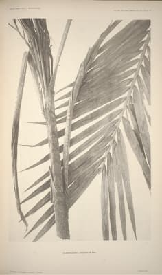 Daemonorops loheriana