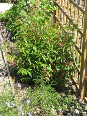 Fuchsia hatschbachii