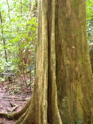 Quararibea asterolepis