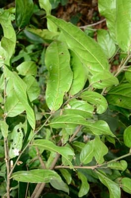 Diospyros gabunensis