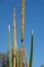 Typha domingensis
