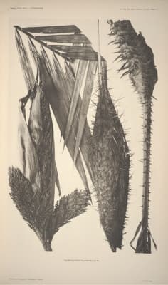 Daemonorops palembanica