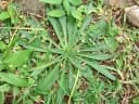 Plantago lanceolata