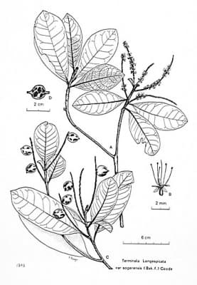 Terminalia longispicata