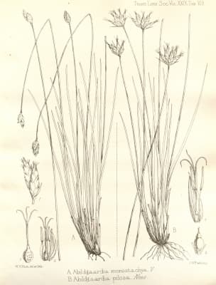 Fimbristylis ovata