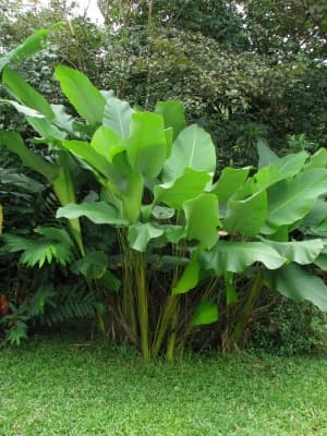 Calathea lutea