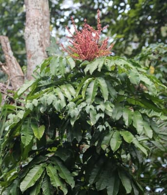 Paranephelium macrophyllum