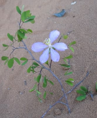 Bauhinia morondavensis