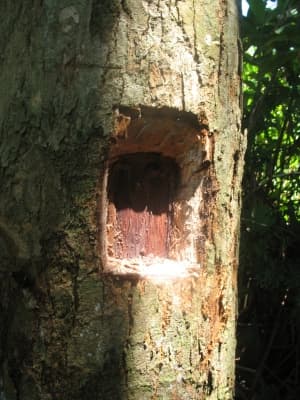 Dalbergia orientalis