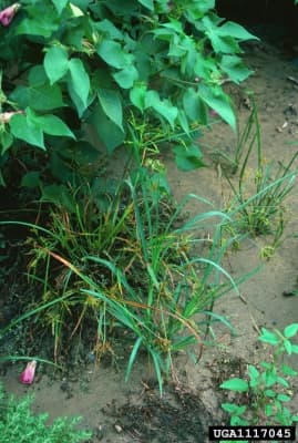 Cyperus iria