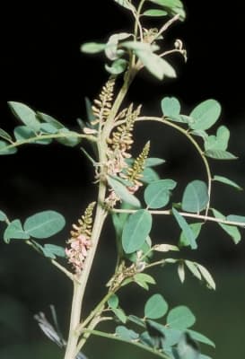 Indigofera suffruticosa