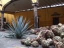 Agave tequilana