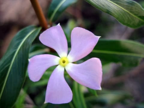 Catharanthus longifolius
