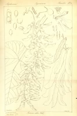 Mucuna pruriens utilis