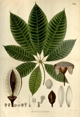 Pseudobombax munguba