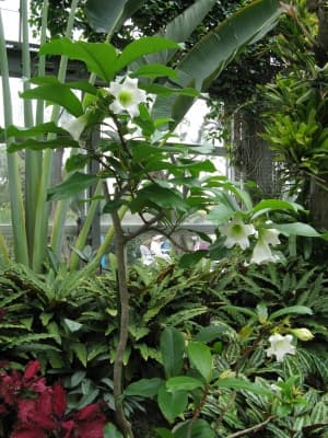 Beaumontia grandiflora